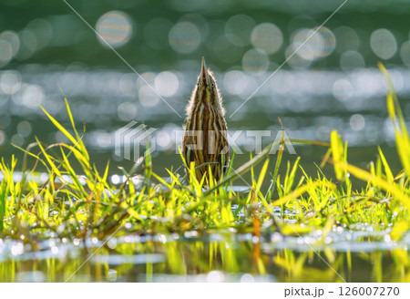 The chick of the bittern bird Botaurus stellaris, standing on the river among the grass, stretched out to the top pretending to be a reed The chick of the bittern bird Botaurus stellaris, standing on the river among the grass, stretched out to the top pretending to be a reed 126007270