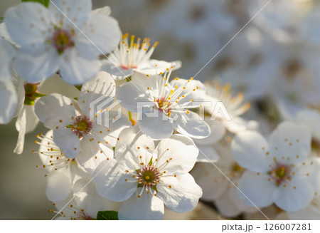 Gentle cherry blossoms lit by morning sunlight Gentle cherry blossoms lit by morning sunlight 126007281