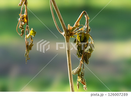 Withered shoots and inflorescences of grapes damaged by spring frosts 126007289
