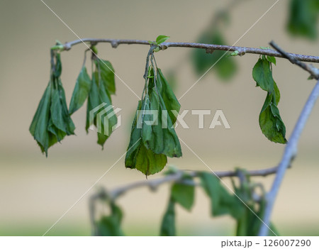Withered young actinidia shoot, affected by spring frosts 126007290