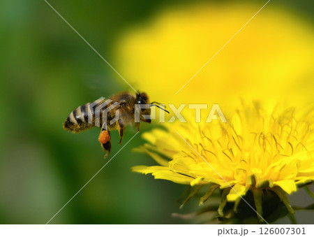Bee in flight near yellow dandelion, macro photography 126007301