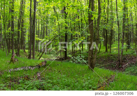 Natural landscape of a spring forest with sun rays 126007306