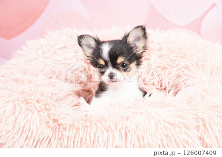 ピンクバックと白いベッドに入ったチワワの仔犬 ピンクバックと白いベッドに入ったチワワの仔犬 126007409