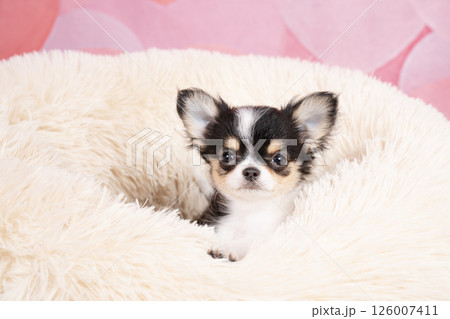 ピンクバックと白いベッドに入ったチワワの仔犬 126007411