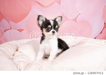ピンクバックと白いベッドに入ったチワワの仔犬 ピンクバックと白いベッドに入ったチワワの仔犬 126007412