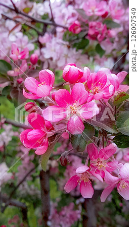 Pink apple tree in bloom on warm spring day. Close-up Pink apple tree in bloom on warm spring day. Close-up 126007549