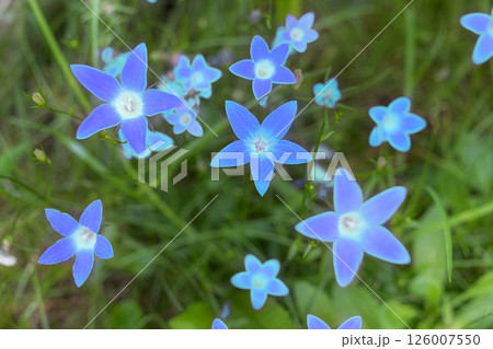 Bright blue shining bellflowers that look like stars amidst lush greenery. Top view Bright blue shining bellflowers that look like stars amidst lush greenery. Top view 126007550
