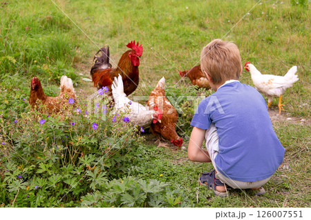 Child crouches in grassy field surrounded by chickens and roosters, observing them curiously. interaction with nature and animals on sunny day 126007551