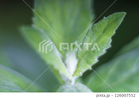 Close-up of fresh mint leaves in garden. Soft focus, blur Close-up of fresh mint leaves in garden. Soft focus, blur 126007552
