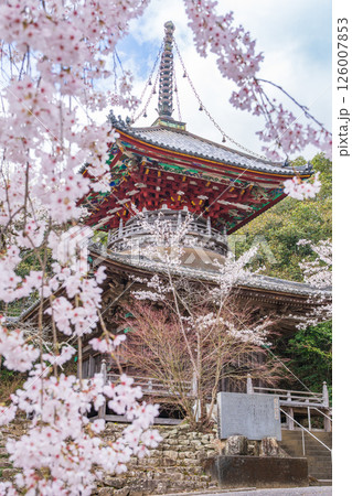【第八番札所】熊谷寺 桜と多宝塔【四国八十八箇所】 【第八番札所】熊谷寺 桜と多宝塔【四国八十八箇所】 126007853