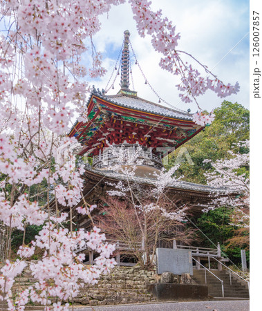 【第八番札所】熊谷寺 桜と多宝塔【四国八十八箇所】 【第八番札所】熊谷寺 桜と多宝塔【四国八十八箇所】 126007857