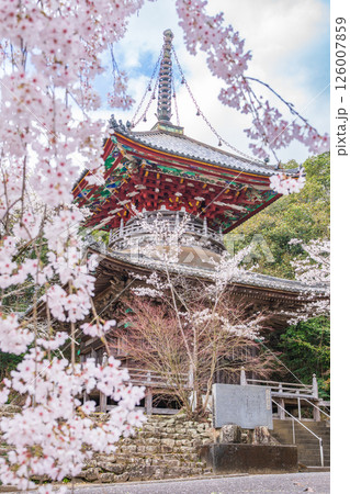 【第八番札所】熊谷寺　桜と多宝塔【四国八十八箇所】 126007859