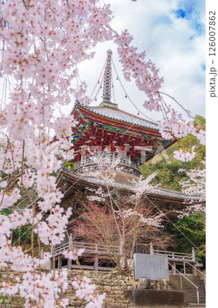 【第八番札所】熊谷寺　桜と多宝塔【四国八十八箇所】 126007862