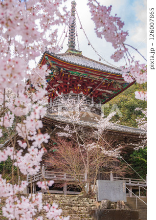 【第八番札所】熊谷寺 桜と多宝塔【四国八十八箇所】 【第八番札所】熊谷寺 桜と多宝塔【四国八十八箇所】 126007865