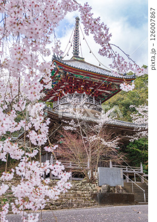 【第八番札所】熊谷寺　桜と多宝塔【四国八十八箇所】 126007867