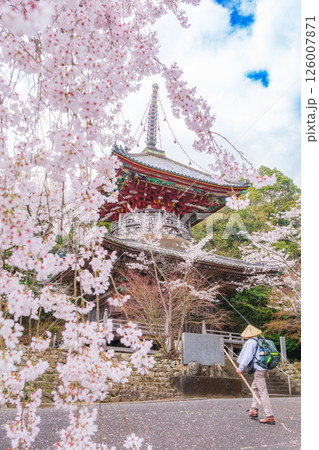 【第八番札所】熊谷寺　桜と多宝塔【四国八十八箇所】 126007871