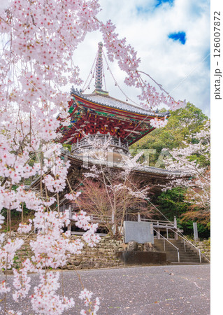 【第八番札所】熊谷寺　桜と多宝塔【四国八十八箇所】 126007872