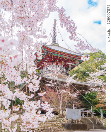 【第八番札所】熊谷寺　桜と多宝塔【四国八十八箇所】 126007873