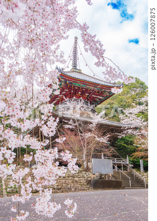 【第八番札所】熊谷寺　桜と多宝塔【四国八十八箇所】 126007875