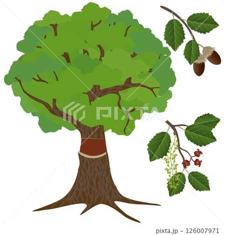 Cork oak with acorns and flowers on a white background. Cork oak with acorns and flowers on a white background. 126007971