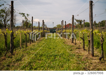 Vineyards at the winery. Growing grapes Vineyards at the winery. Growing grapes 126007998