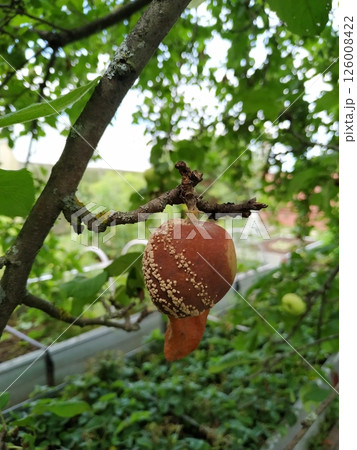 Rotten apple on branch. Spoiled crop of apples. Fruits infected by apple monilia fructigena. Farming, agriculture, remedy for trees diseases concept 126008422