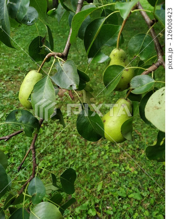 Ripe yellow pears hang on a tree branch. Pear orchard. 126008423