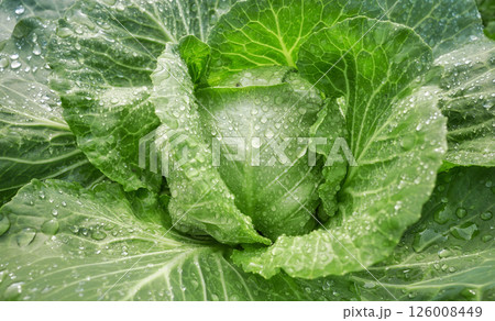 Close up photo of cabbage on an organic plantation, selective focus. 126008449