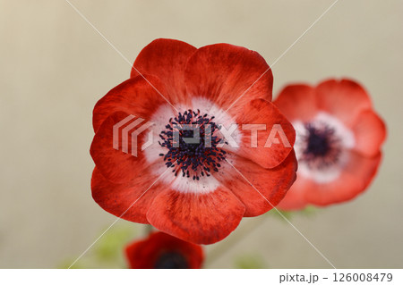 Crown anemone Animo Scarlet Crown anemone Animo Scarlet 126008479