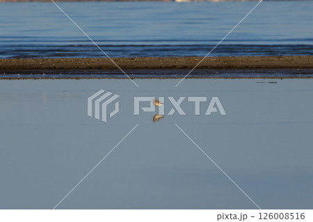 A Common Greenshank (Tringa nebularia) on a muddy bank 126008516
