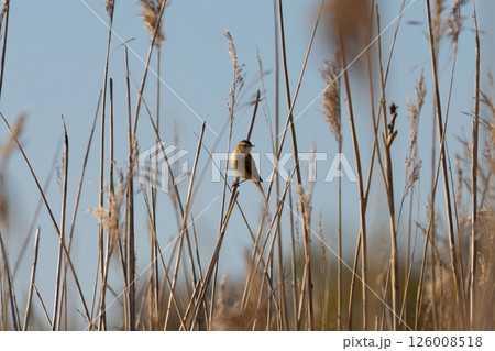 Whinchat saxicola rubetra male sitting on grass. Whinchat saxicola rubetra male sitting on grass. 126008518