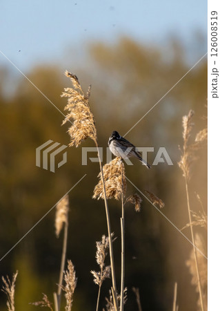 Wildlife shot of Common Reed Bunting (Emberiza schoeniclus) on the grass. 126008519