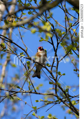 Wild goldfinch bird portrait close up native to Europe also known as Carduelis carduelis. Wild goldfinch bird portrait close up native to Europe also known as Carduelis carduelis. 126008523