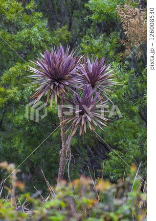 A large purple Cordyline plant in a lush domestic garden 126008530