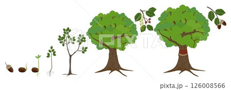 Cycle of growth of a cork oak tree on a white background. Cycle of growth of a cork oak tree on a white background. 126008566