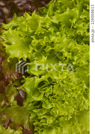 Fresh green lettuce leaves 126008613