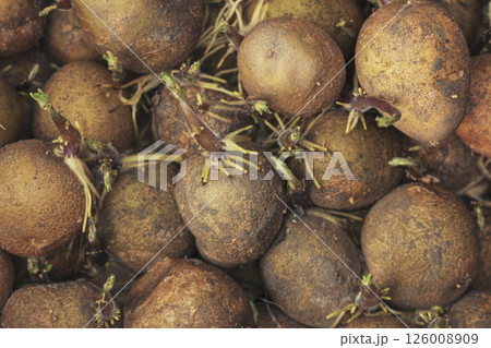 Seed potatoes 126008909
