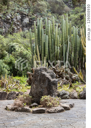 Botanical garden Cabildo de Gran Canaria, Spain Botanical garden Cabildo de Gran Canaria, Spain 126008930