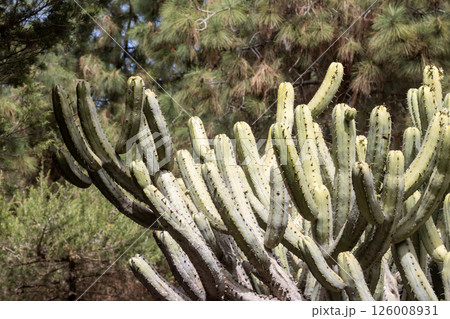 Cactus growing in a nature, Gran Canaria, Spain Cactus growing in a nature, Gran Canaria, Spain 126008931