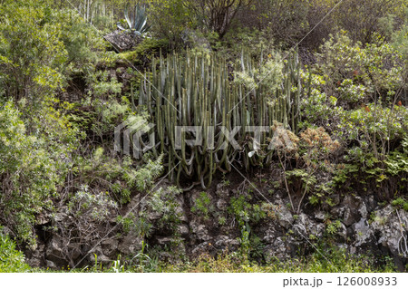Botanical garden Cabildo de Gran Canaria, Spain Botanical garden Cabildo de Gran Canaria, Spain 126008933