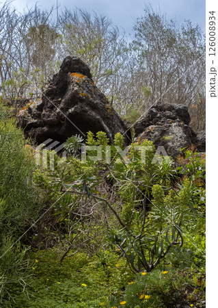 Botanical garden Cabildo de Gran Canaria, Spain Botanical garden Cabildo de Gran Canaria, Spain 126008934