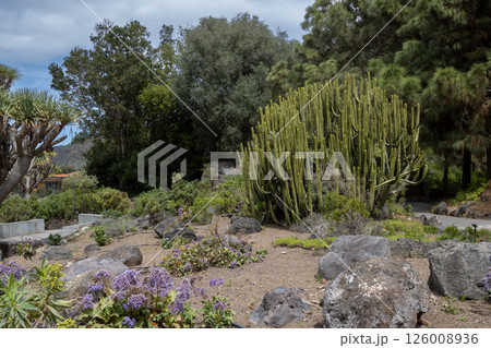 Botanical garden Cabildo de Gran Canaria, Spain Botanical garden Cabildo de Gran Canaria, Spain 126008936