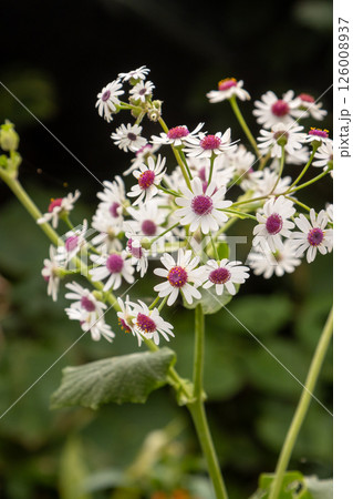 Pericallis blossom in garden, Gran Canaria, Spain Pericallis blossom in garden, Gran Canaria, Spain 126008937