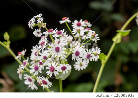 Pericallis blossom in garden, Gran Canaria, Spain 126008938