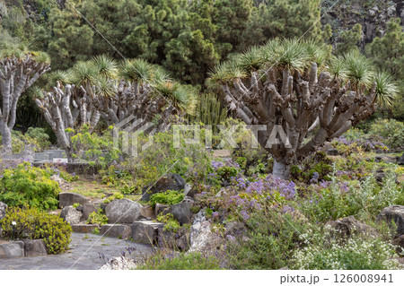 Botanic garden Cabildo de Gran Canaria, Spain 126008941