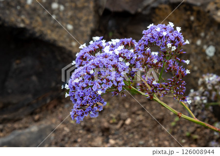Limonium perezii (Sea lavender) in a park, Spain 126008944