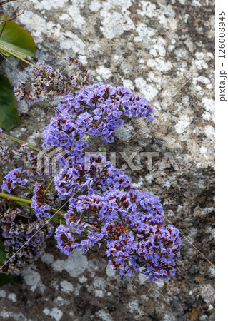 Limonium perezii (Sea lavender) in a park, Spain Limonium perezii (Sea lavender) in a park, Spain 126008945