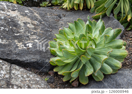 Canary Aeonium in the nature, Gran Canaria, Spain Canary Aeonium in the nature, Gran Canaria, Spain 126008946
