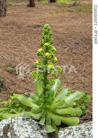 Blossom of Canary Aeonium in the nature, Spain 126008952