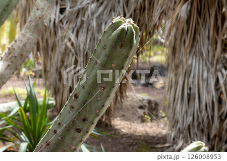 Detail of a cactus in the nature, Gran Canaria, Spain Detail of a cactus in the nature, Gran Canaria, Spain 126008953